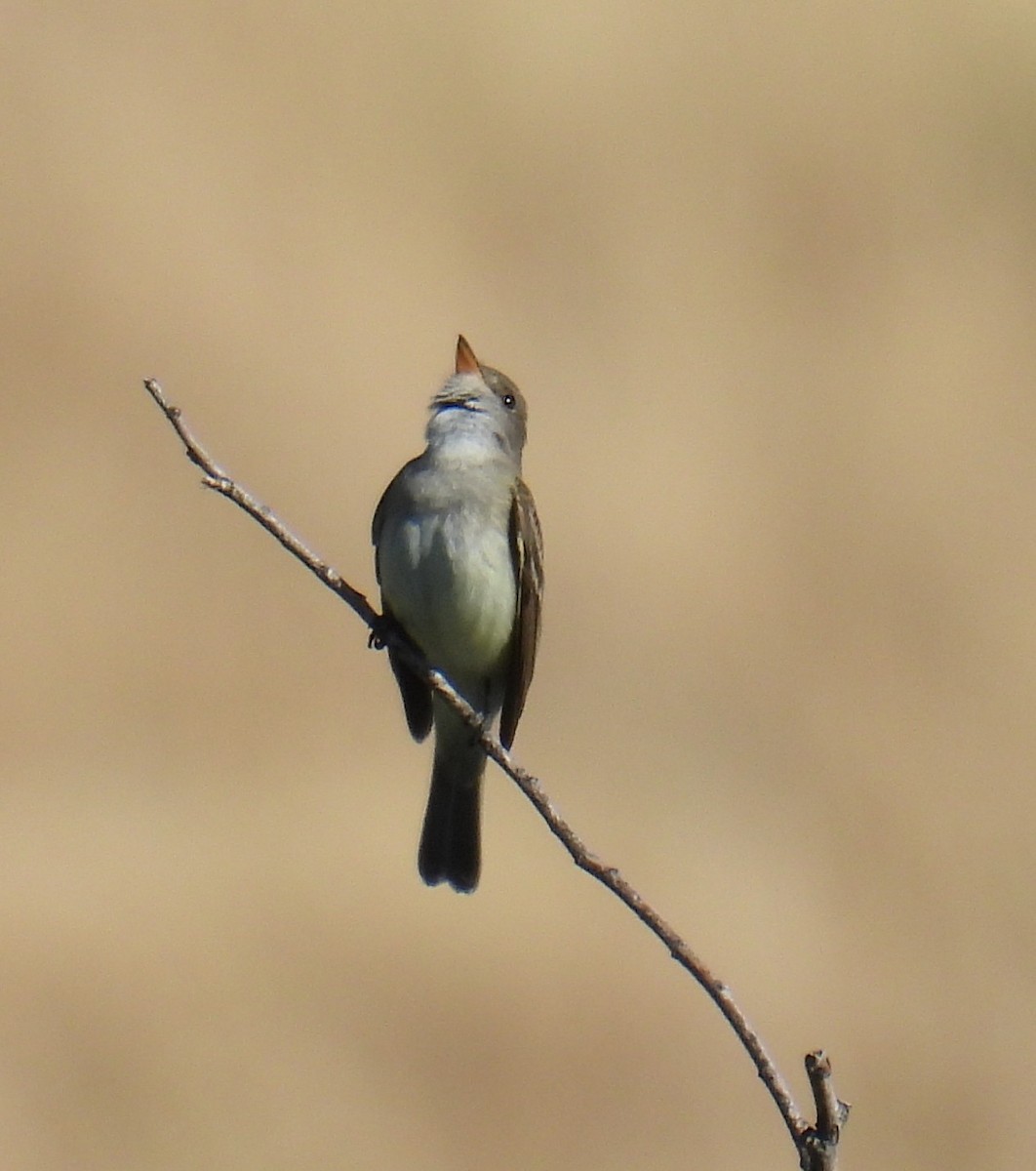 Willow Flycatcher - ML643145425