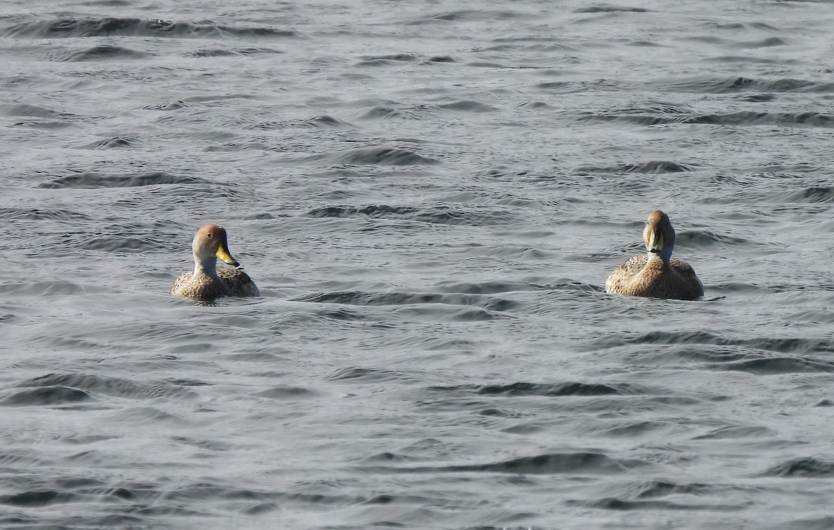 Yellow-billed Pintail - ML643145426