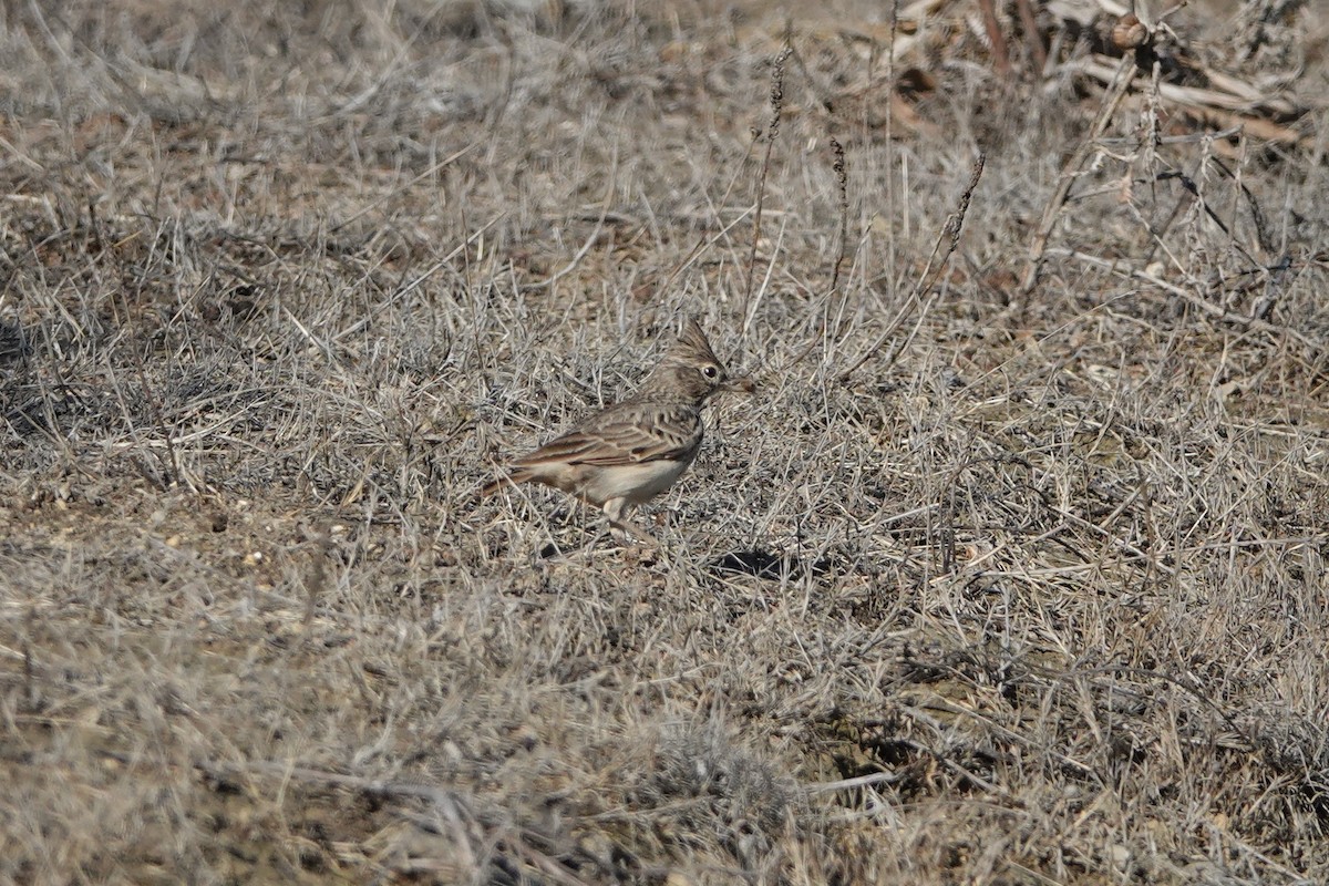 Thekla's Lark - ML643145428