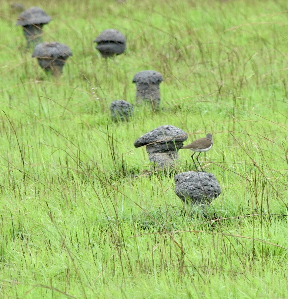 Senegal Lapwing - ML643145432