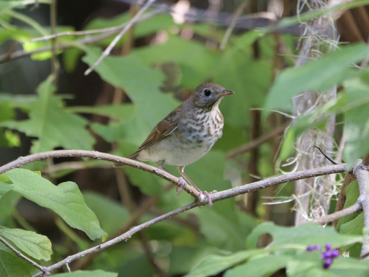 Gray-cheeked Thrush - ML643145433