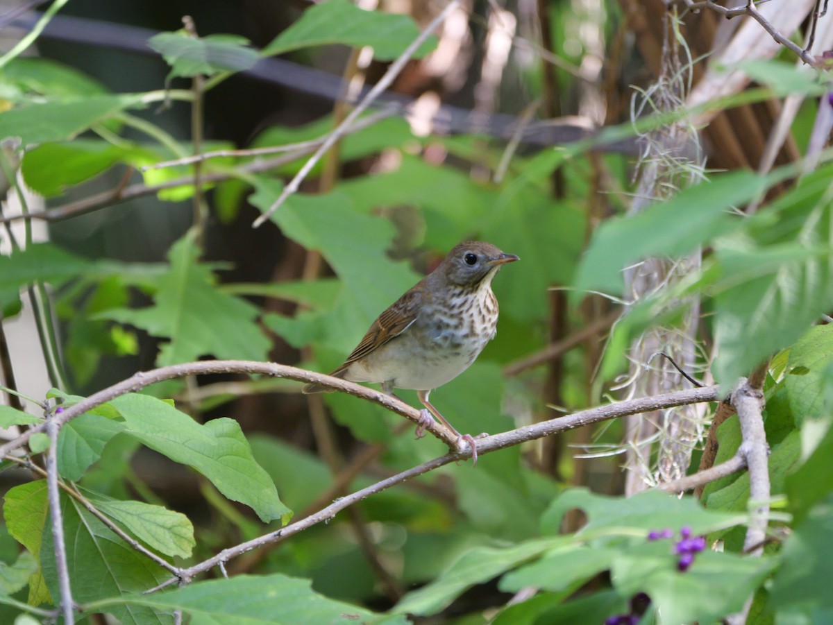 Gray-cheeked Thrush - ML643145434