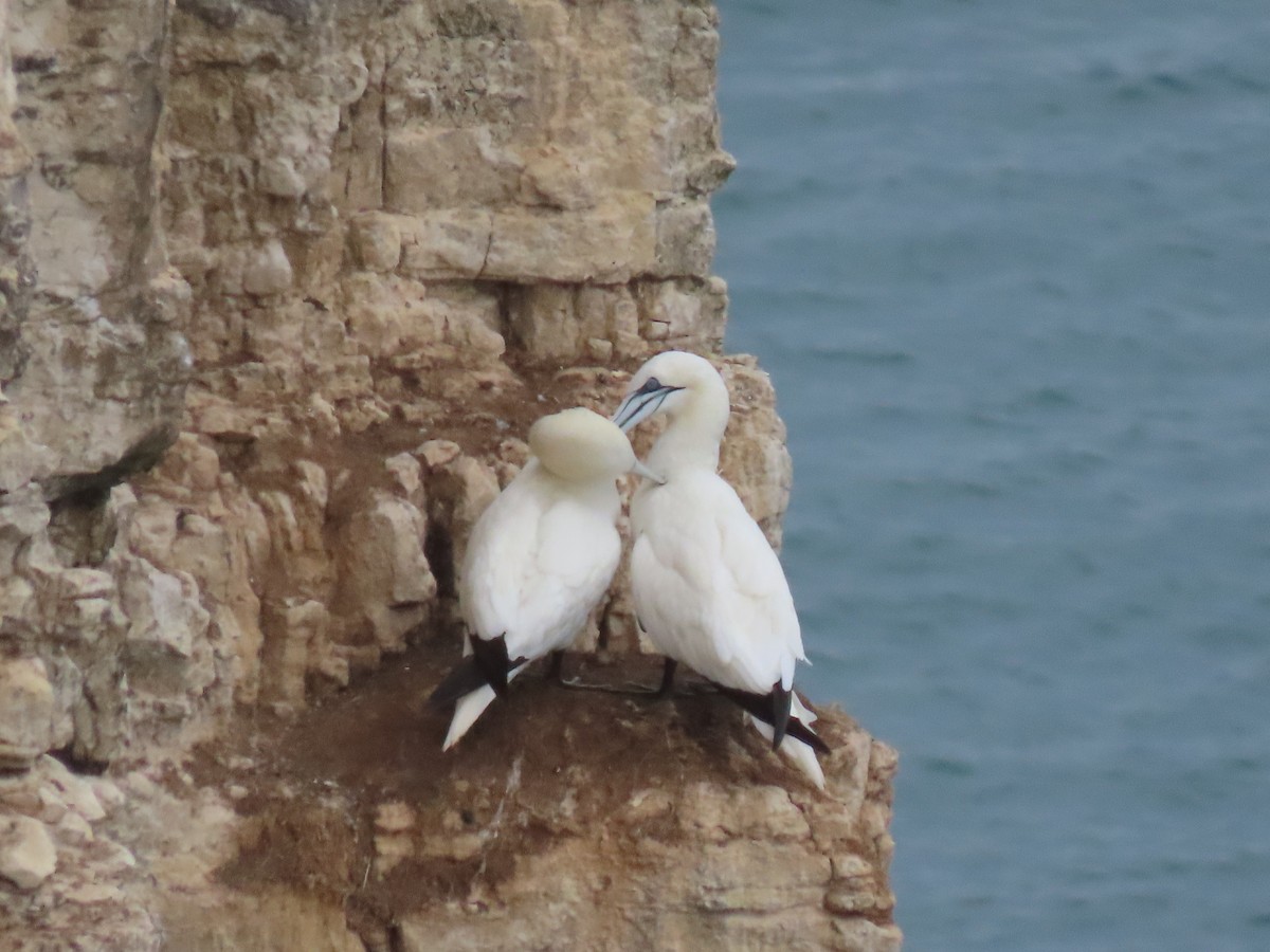 Northern Gannet - ML643145435
