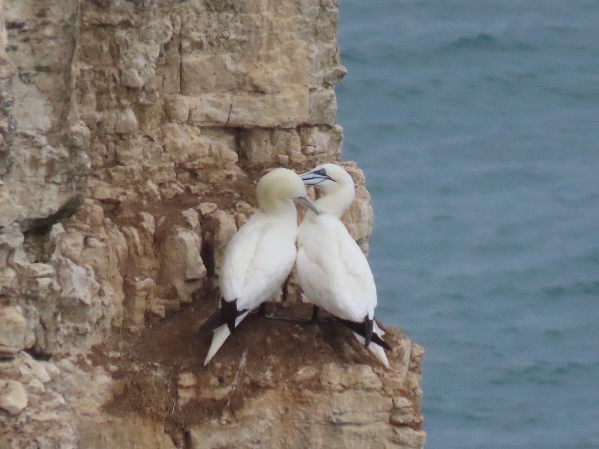 Northern Gannet - ML643145436