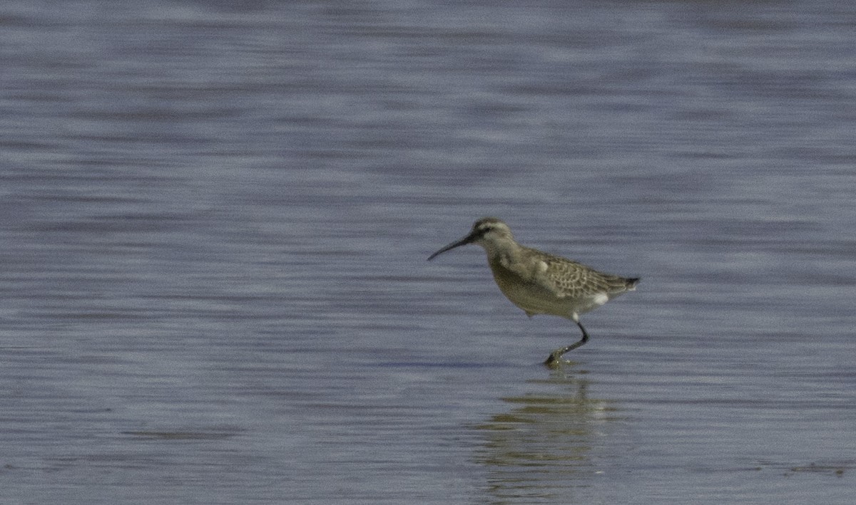 Curlew Sandpiper - ML643145444