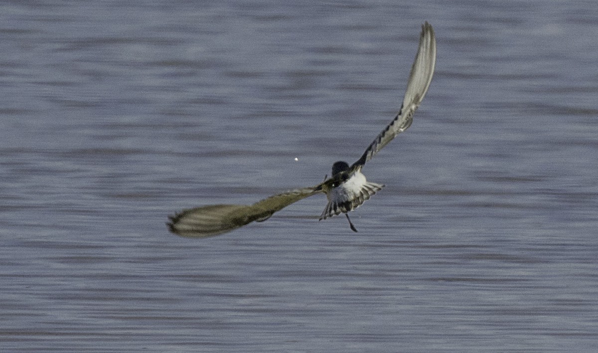 Curlew Sandpiper - ML643145446