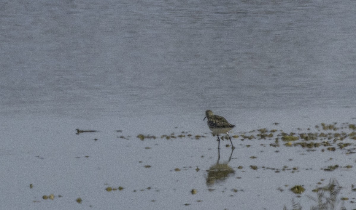 Curlew Sandpiper - ML643145449
