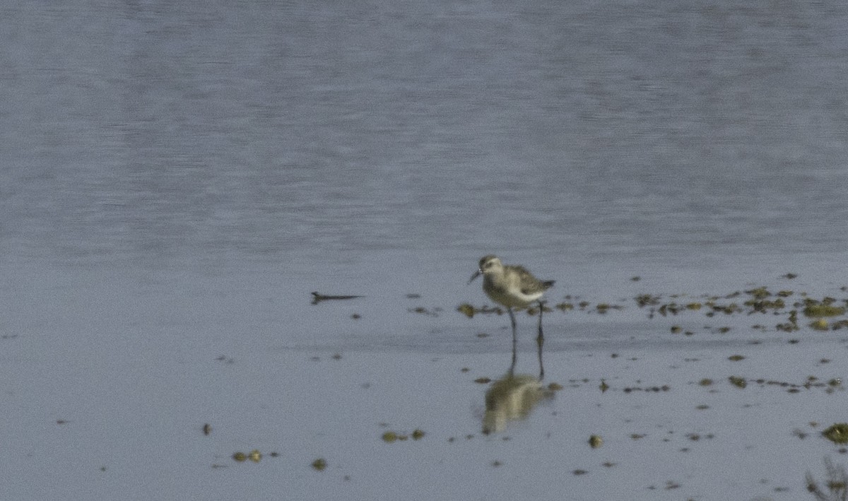 Curlew Sandpiper - ML643145450