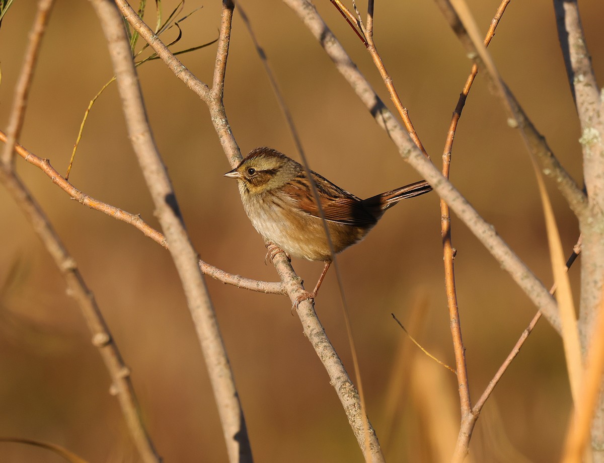 Swamp Sparrow - ML643145465