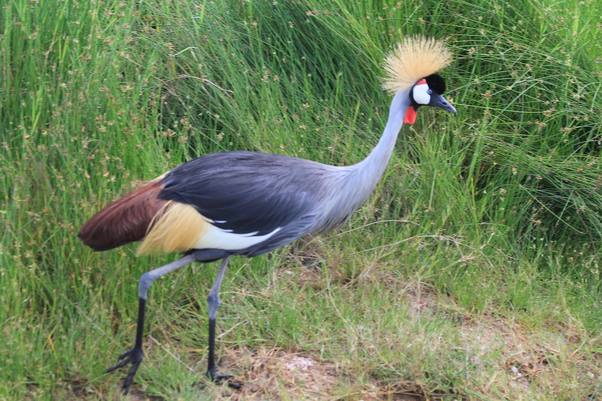 Gray Crowned-Crane - ML643145470