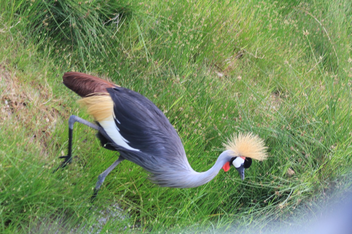 Gray Crowned-Crane - ML643145471