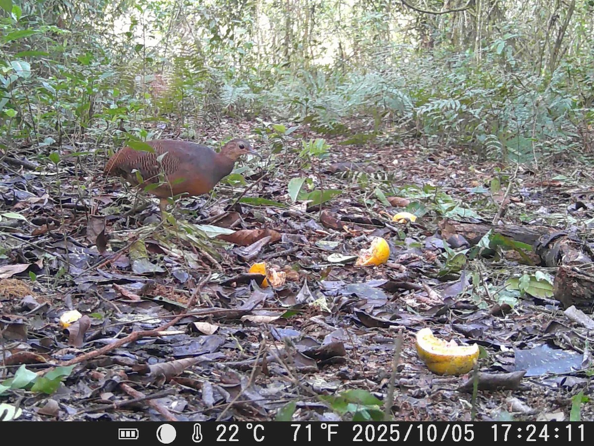 Yellow-legged Tinamou - ML643145475