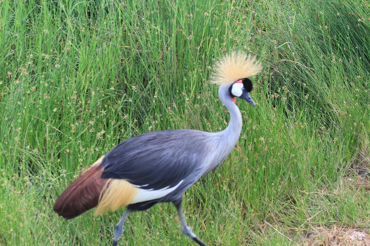 Gray Crowned-Crane - ML643145480