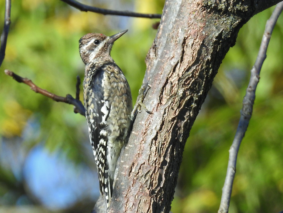 Yellow-bellied Sapsucker - ML643145486