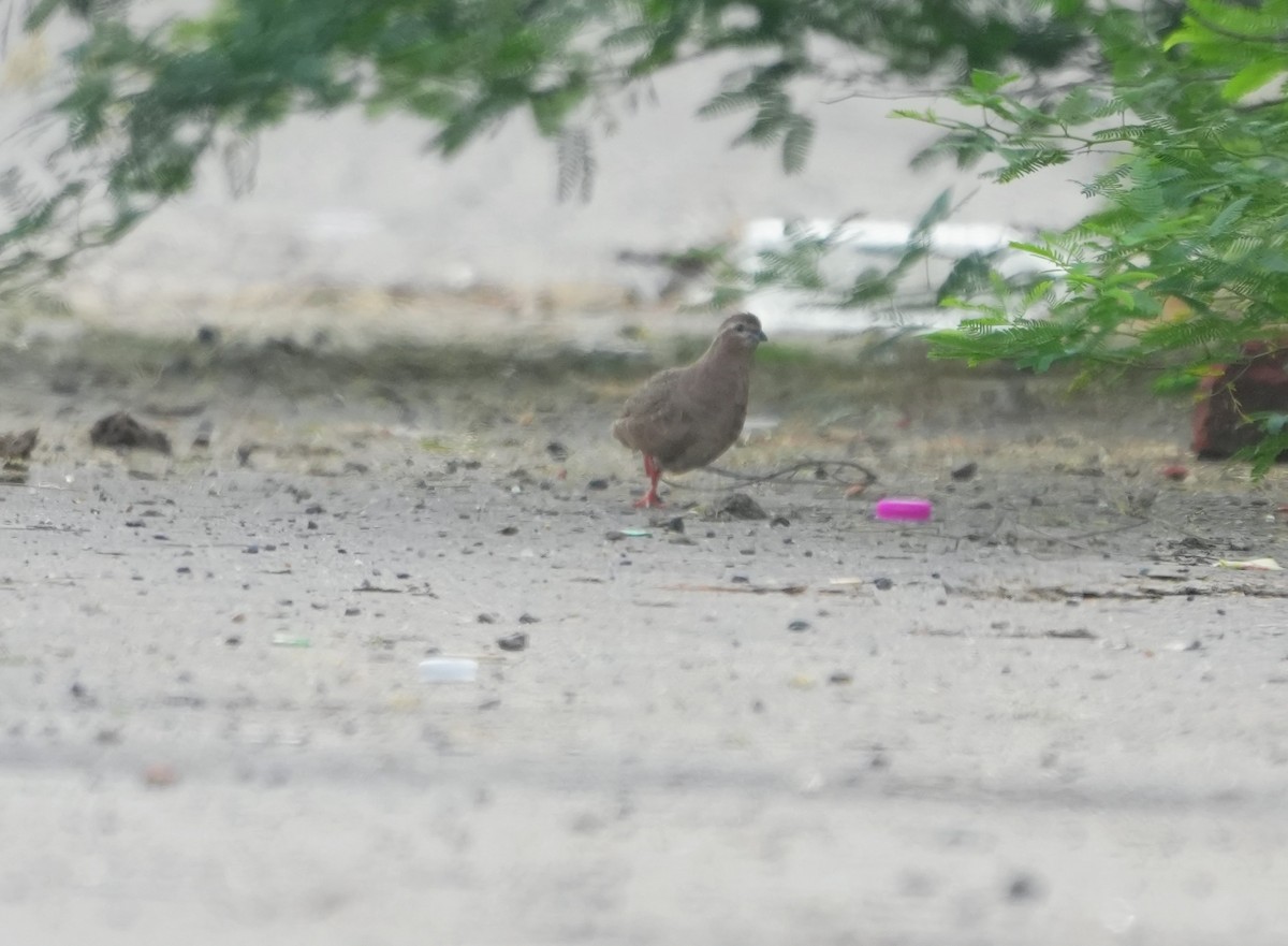 Rock Bush-Quail - ML643145490