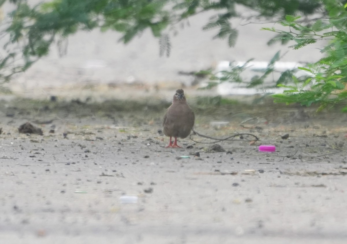 Rock Bush-Quail - ML643145491