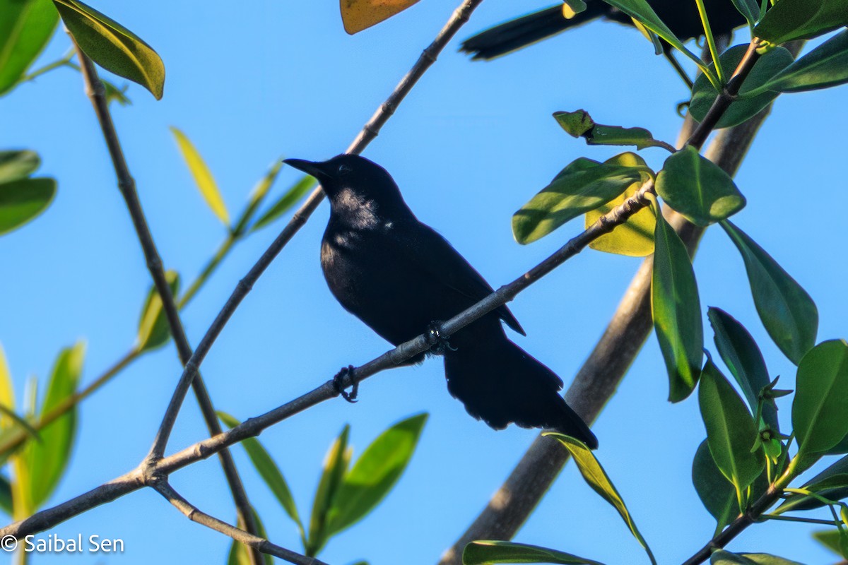 Black Catbird - ML643145494