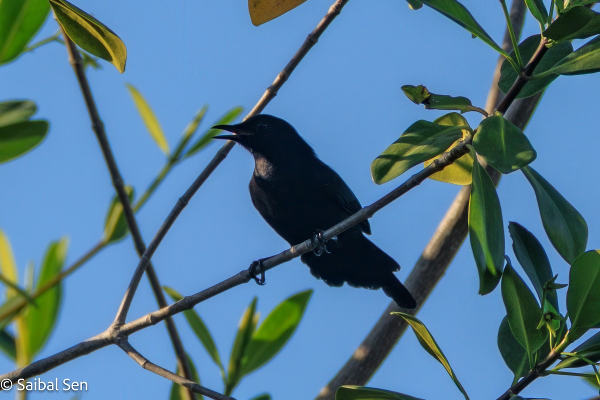 Black Catbird - ML643145495