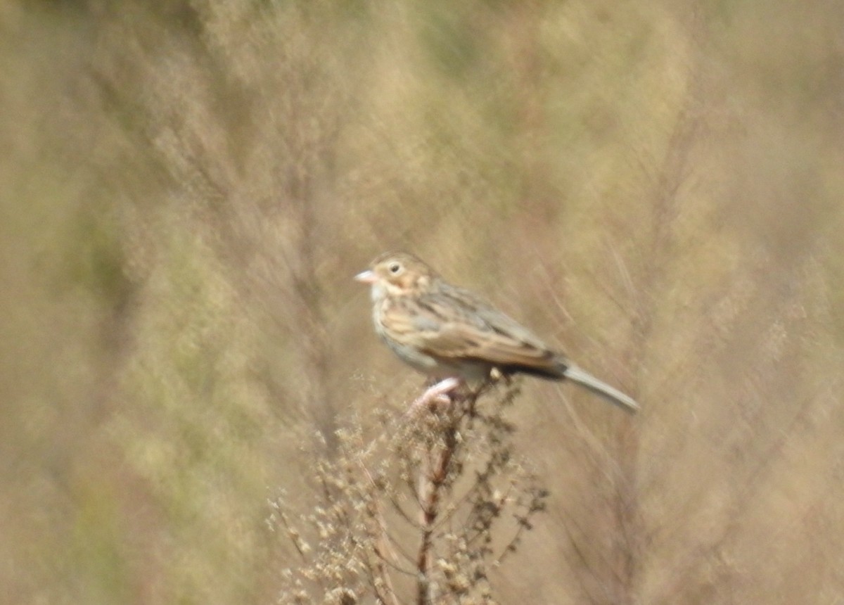 Vesper Sparrow - ML643145496