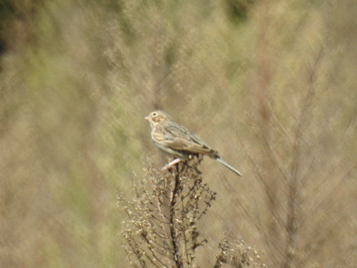 Vesper Sparrow - ML643145497