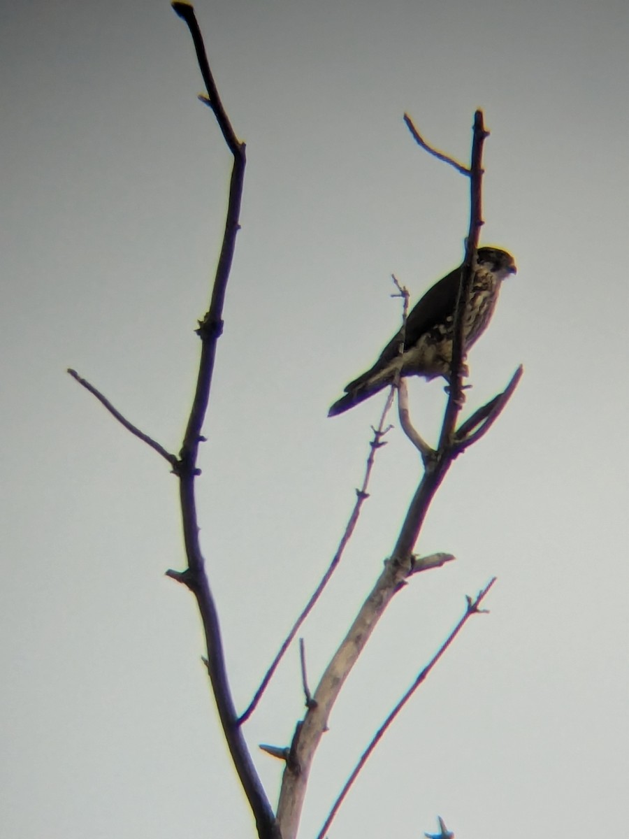 dřemlík tundrový (ssp. columbarius) - ML643145520