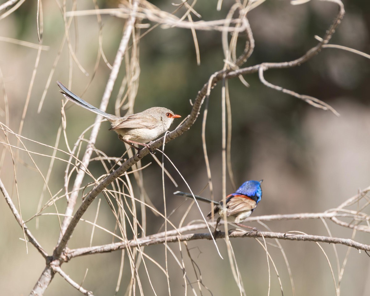 Purple-backed Fairywren - ML643145522