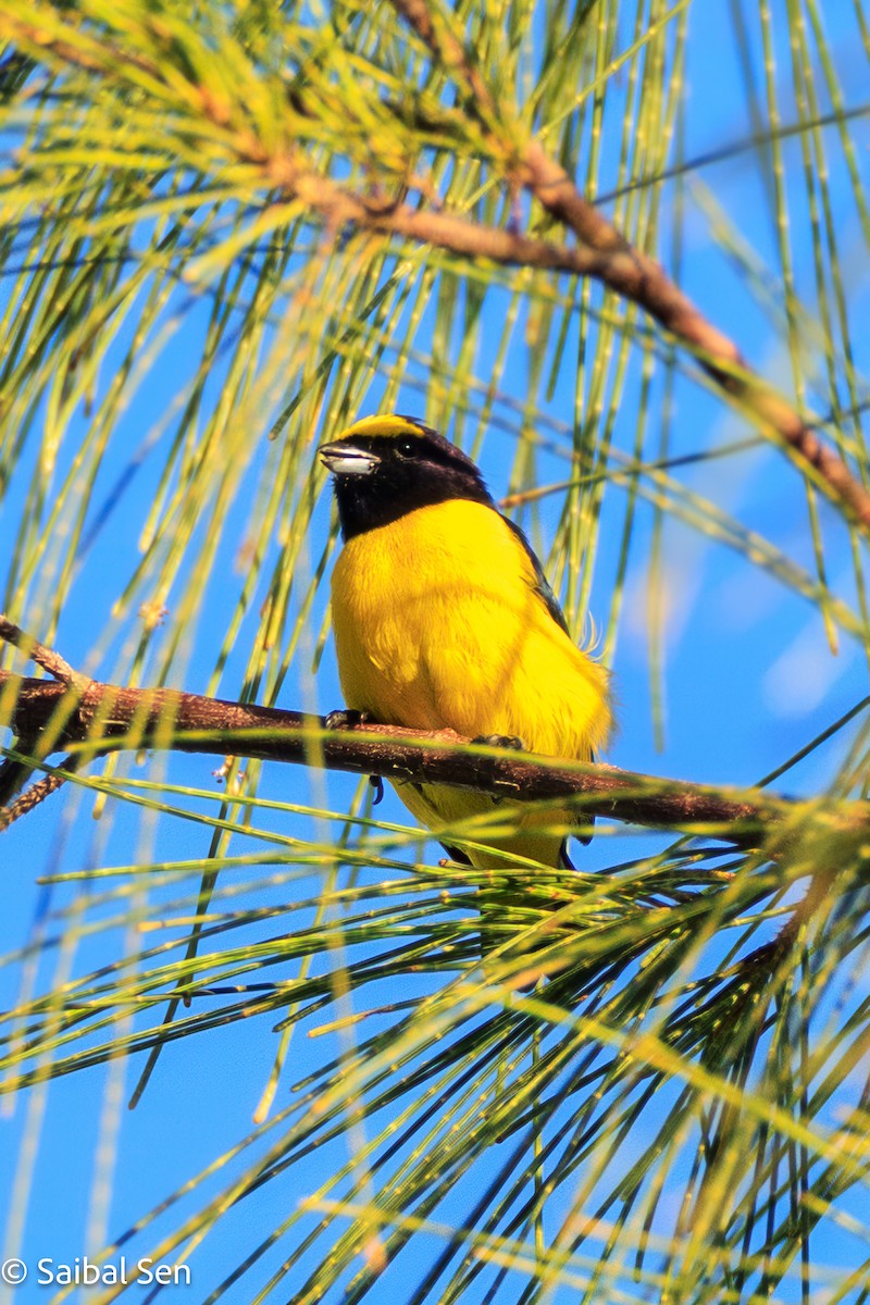 Scrub Euphonia - ML643145523