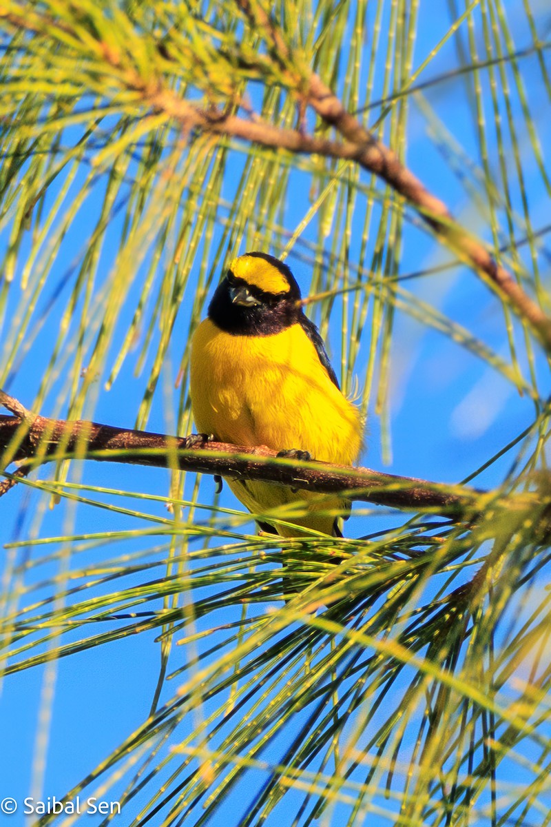 Scrub Euphonia - ML643145524