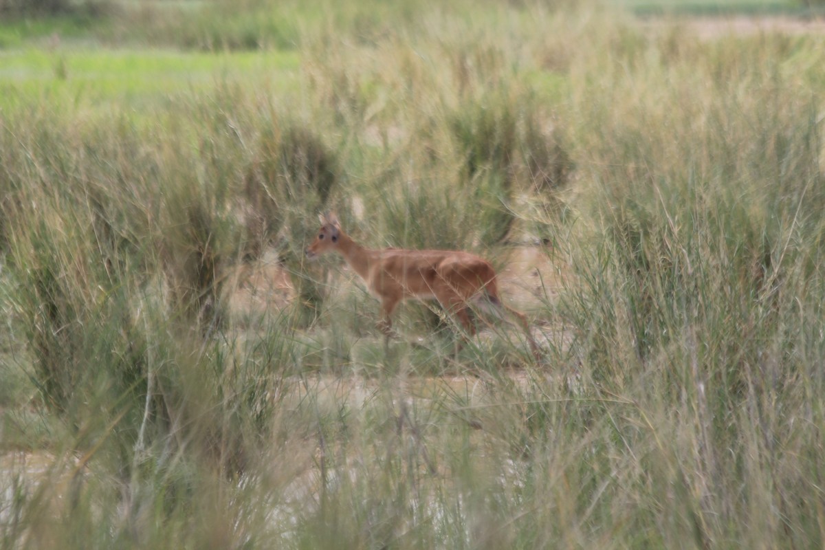 Bohor Reedbuck - ML643145527