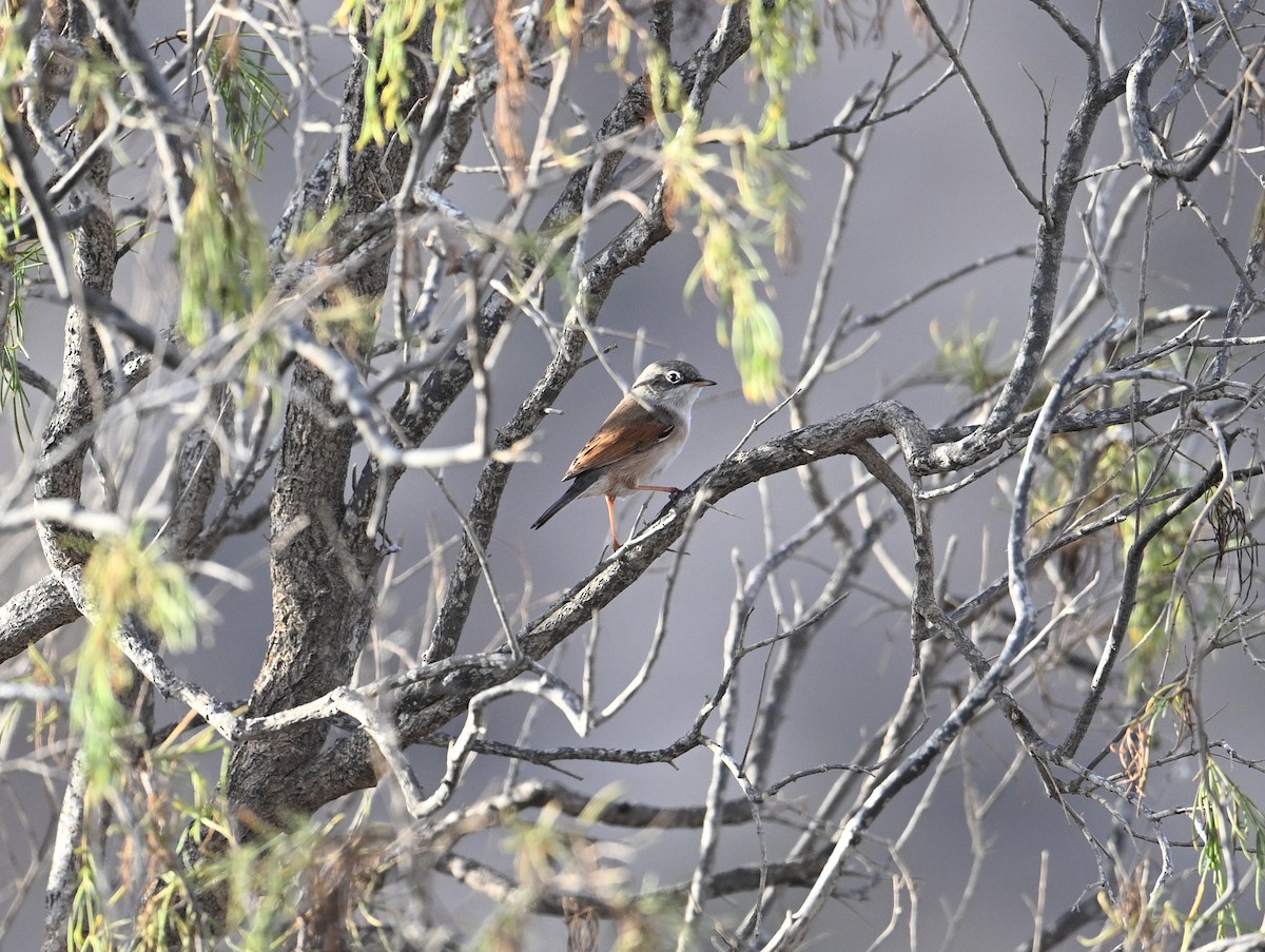 pěnice brýlatá - ML643145533