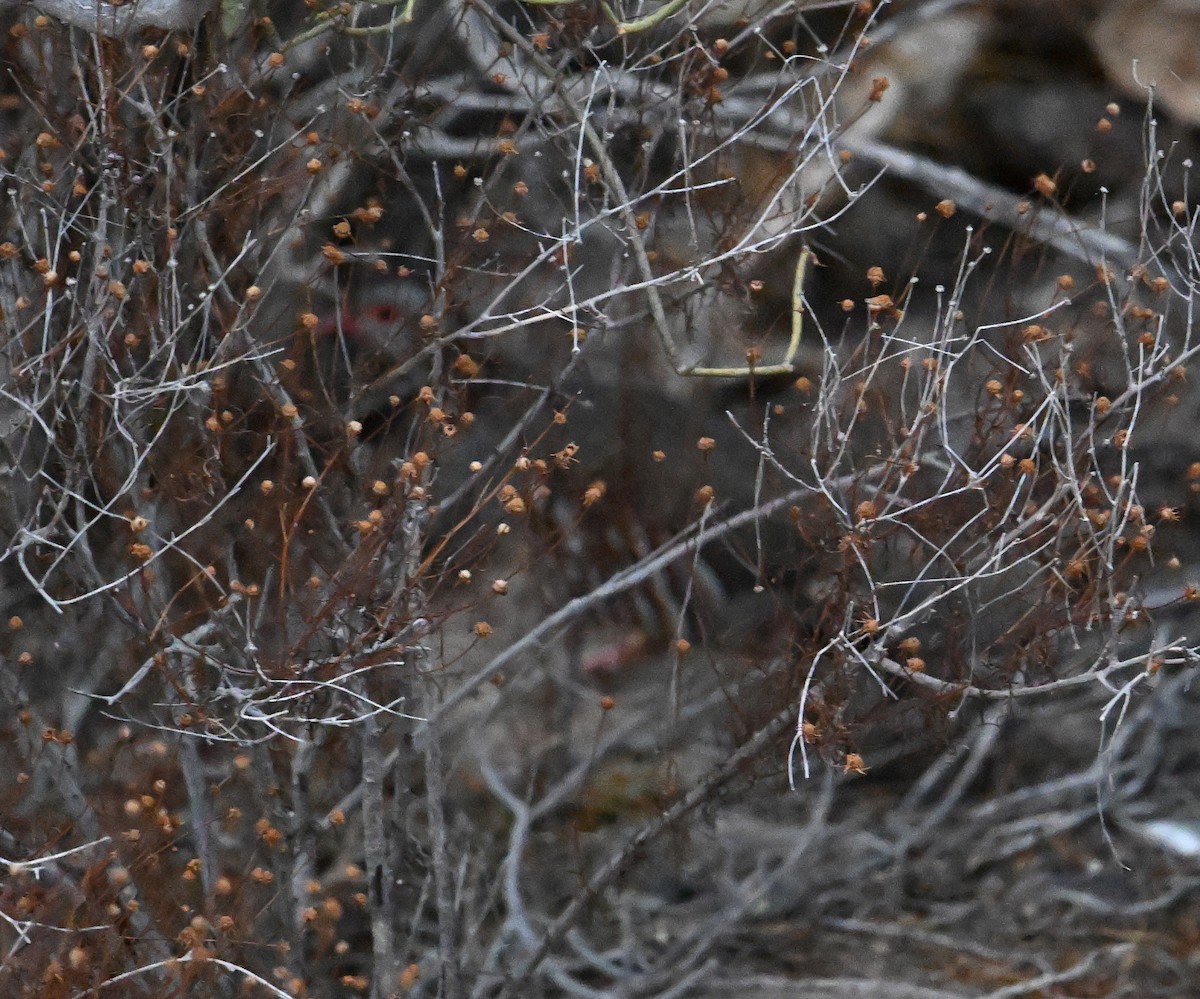 Barbary Partridge - ML643145539