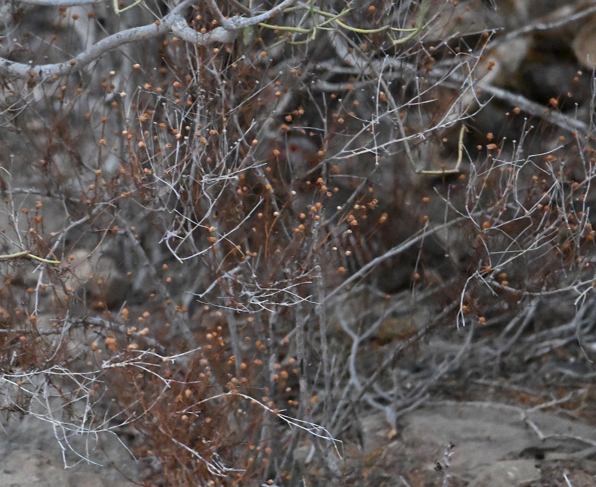 Barbary Partridge - ML643145540