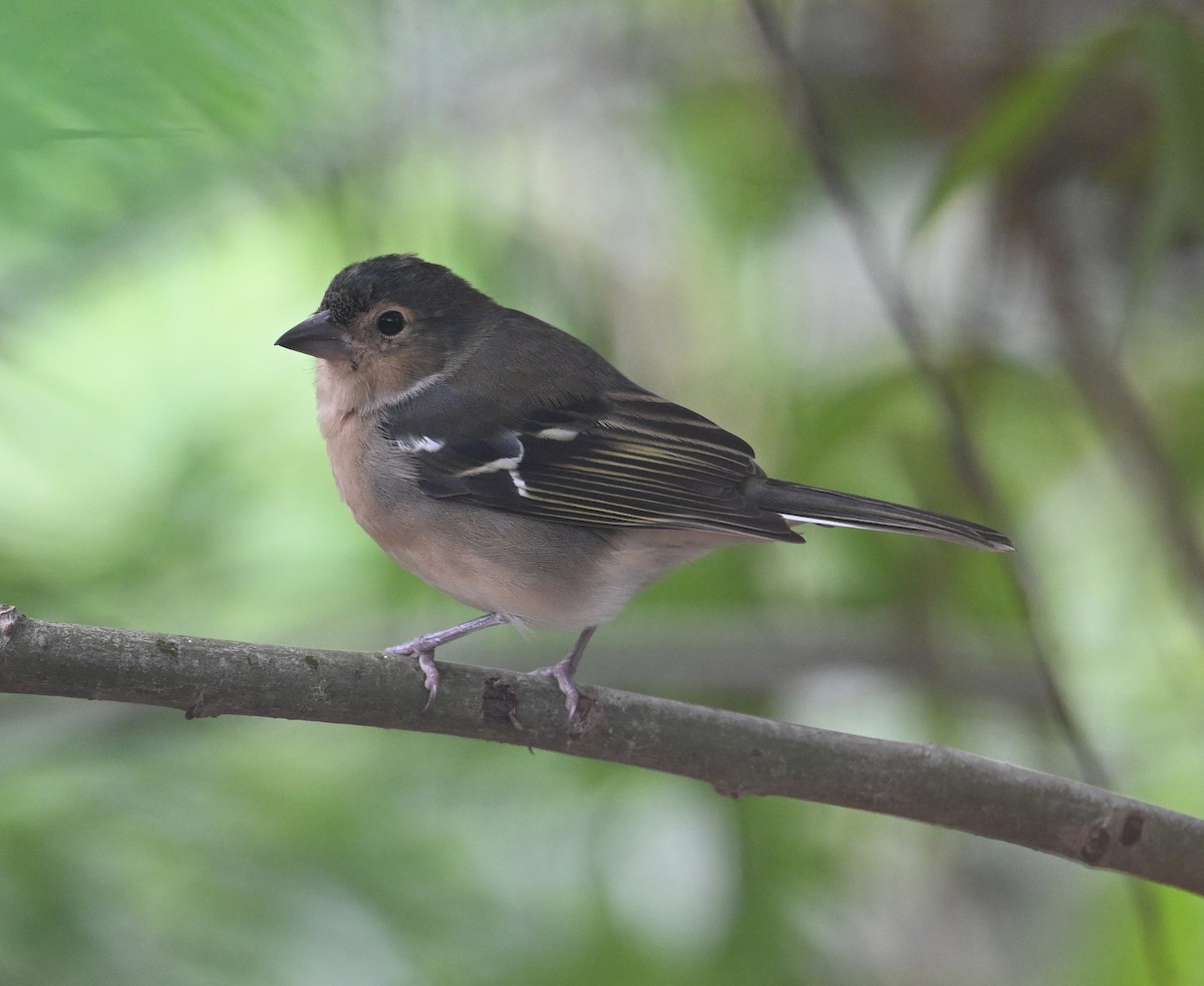 カナリアズアオアトリ　(canariensis/ombriosa) - ML643145561