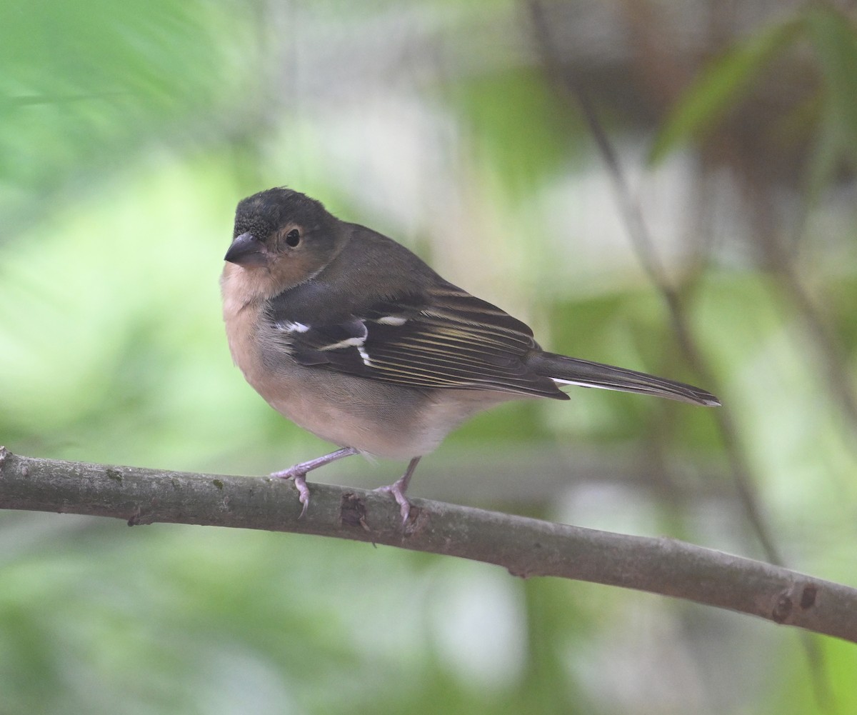 カナリアズアオアトリ　(canariensis/ombriosa) - ML643145562