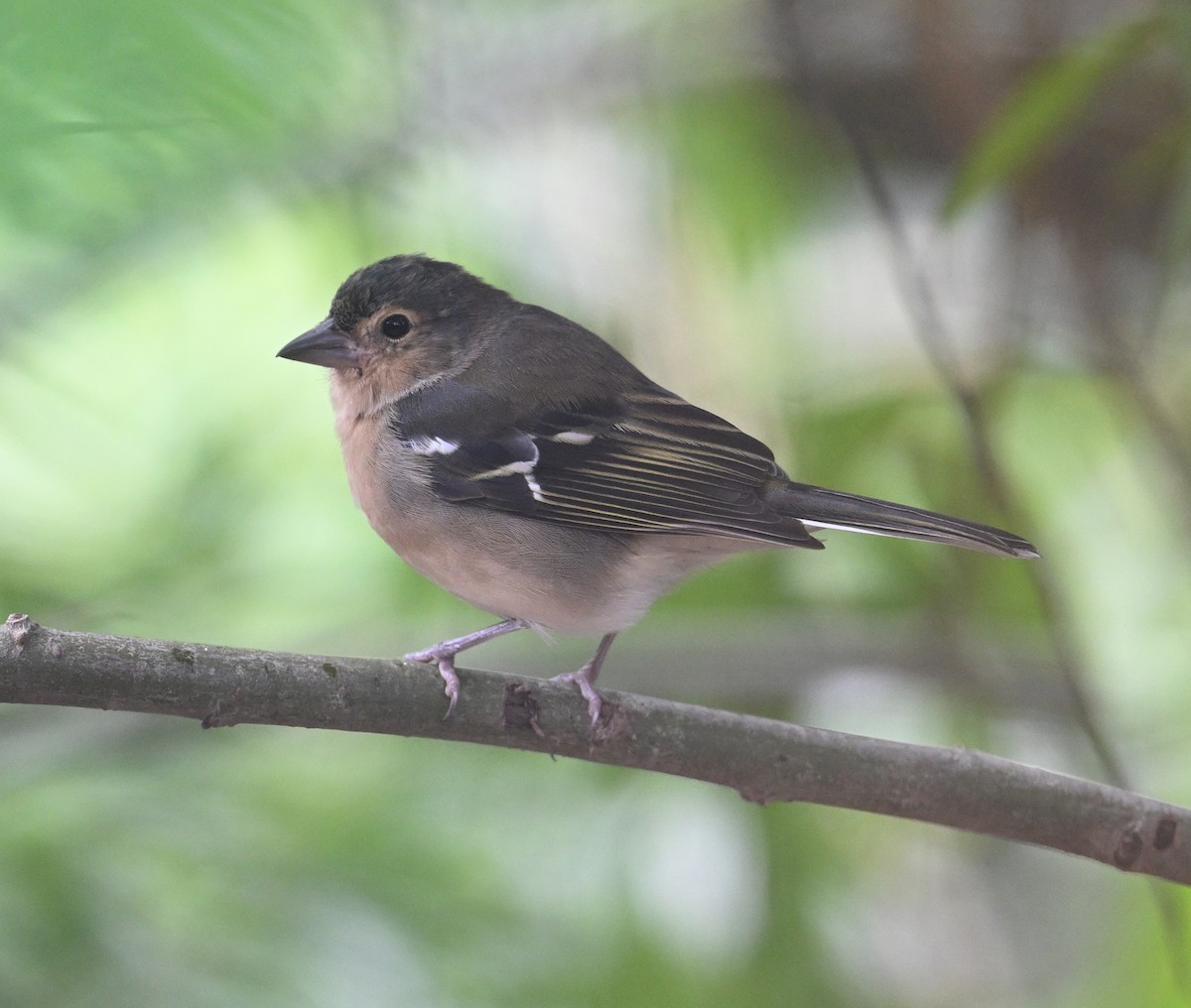カナリアズアオアトリ　(canariensis/ombriosa) - ML643145563