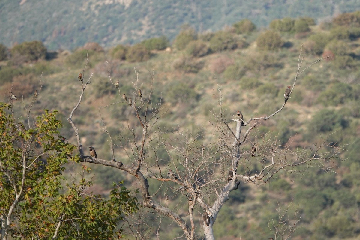 Northern Flicker (Red-shafted) - ML643145567