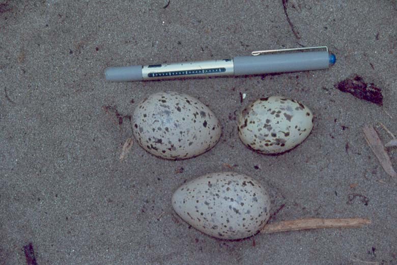 American Oystercatcher - ML643145569