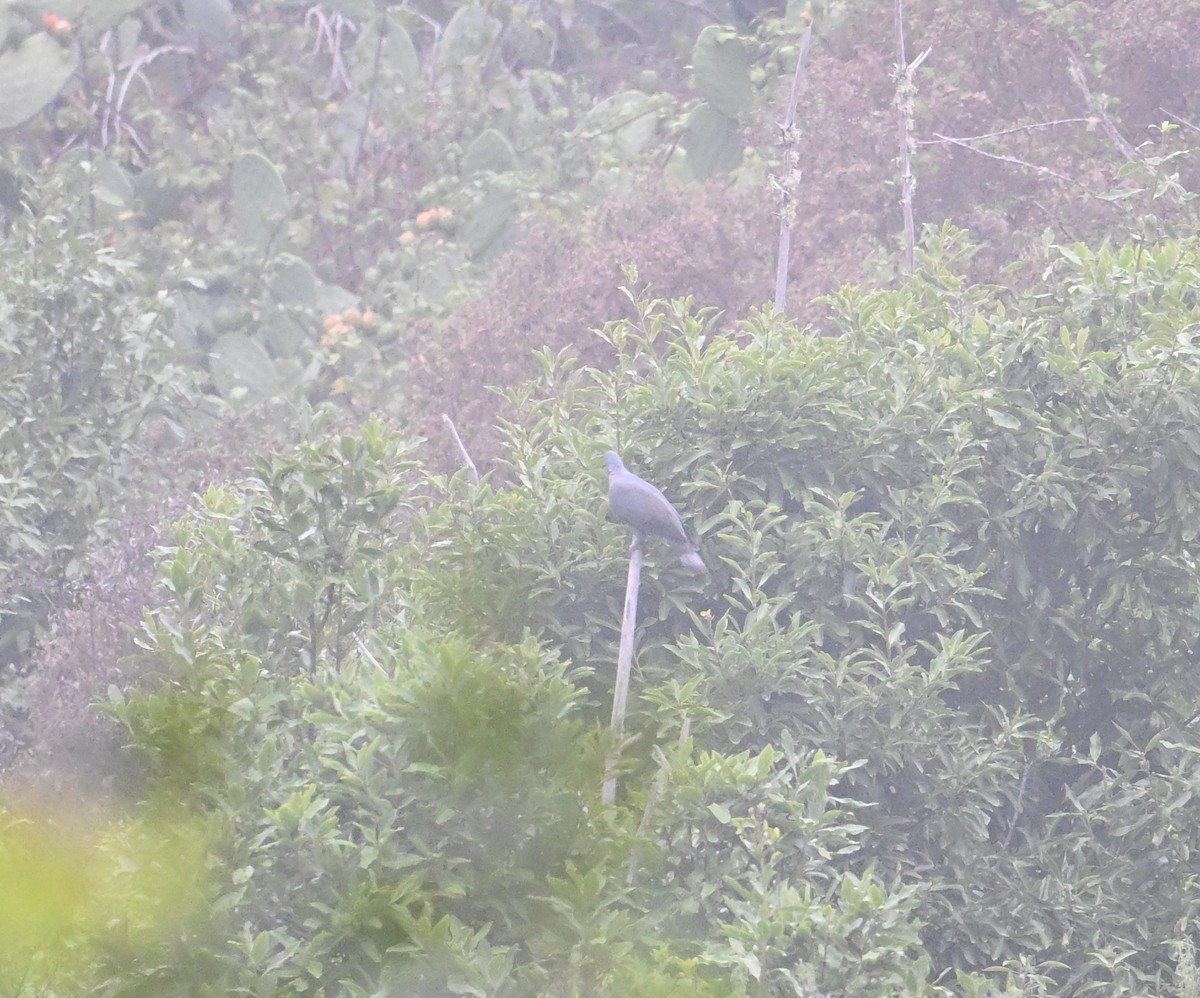 カナリーバト - ML643145574