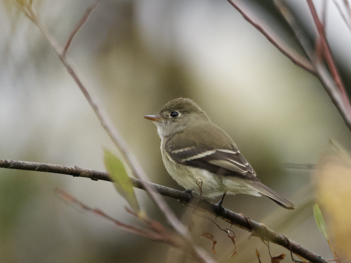 Moucherolle tchébec - ML643145594