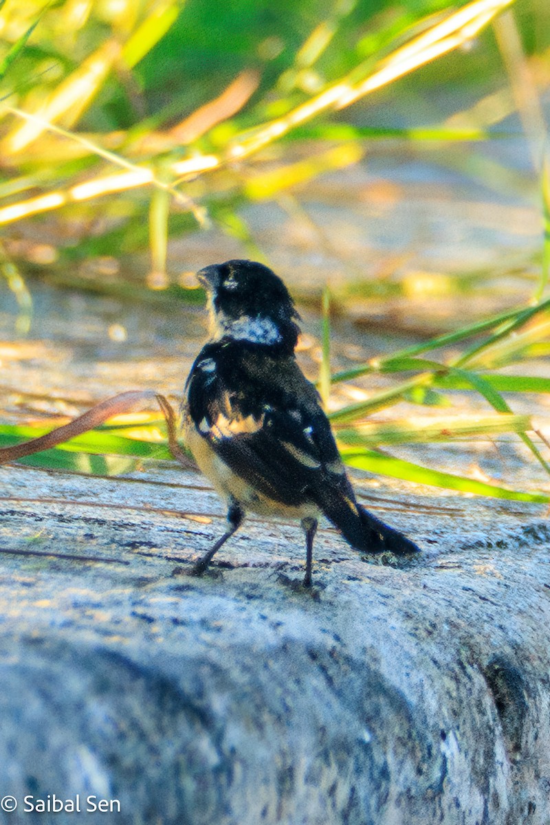 Morelet's Seedeater - ML643145595