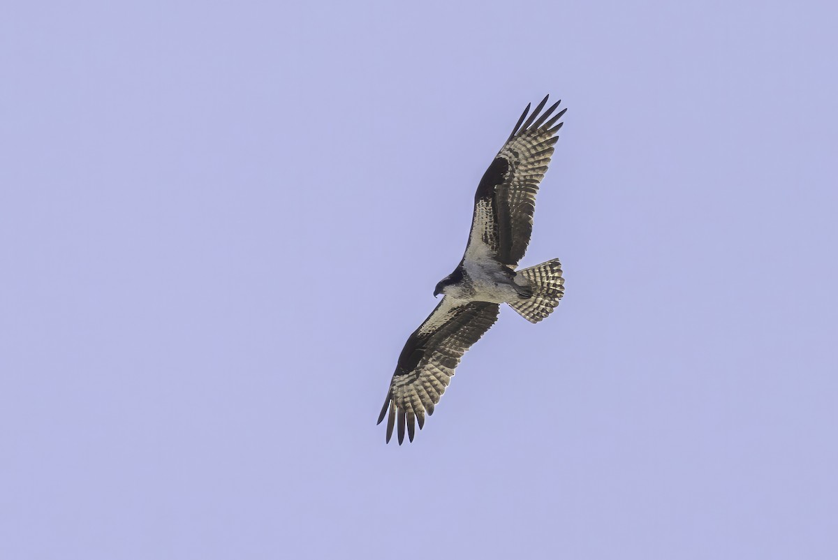 Osprey - ML643145596