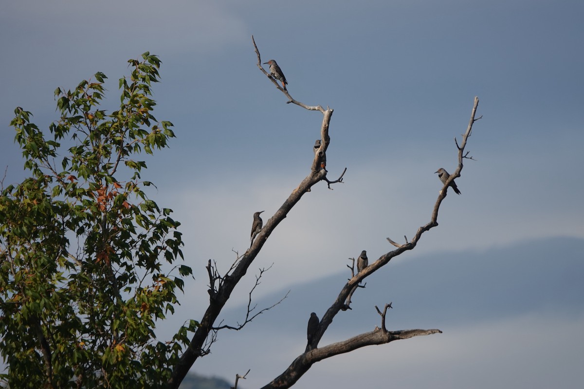 Northern Flicker (Red-shafted) - ML643145597