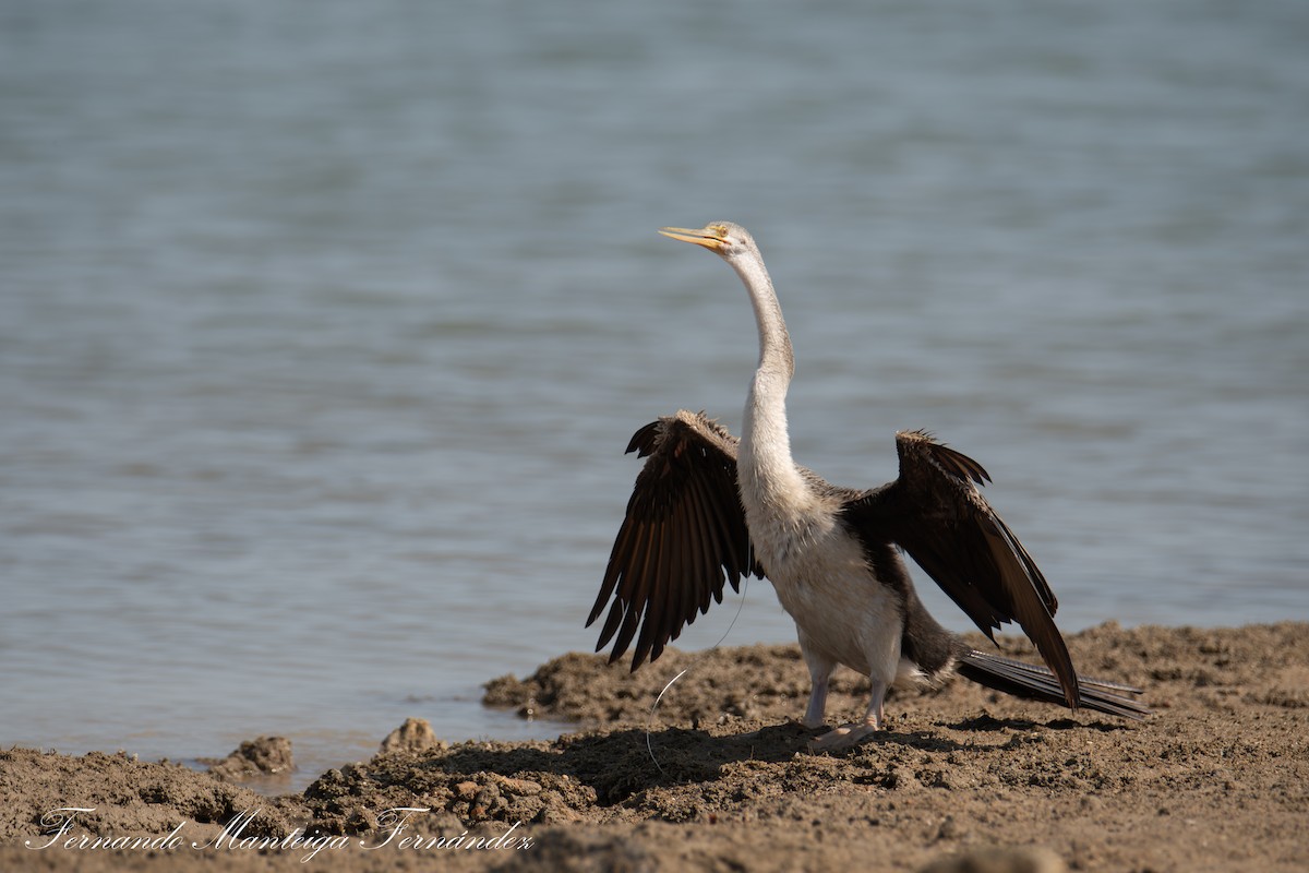 Australasian Darter - ML643145604