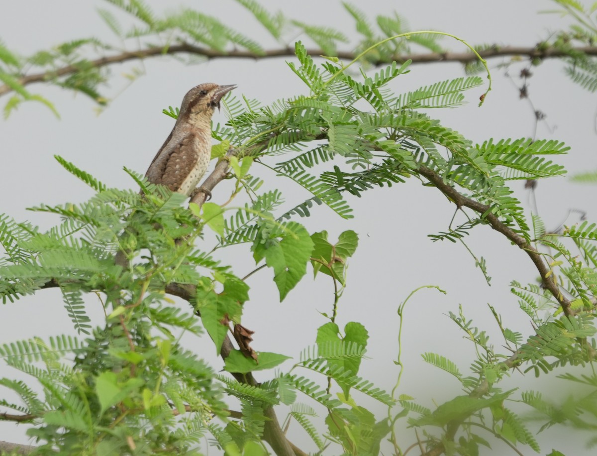 Eurasian Wryneck - ML643145641