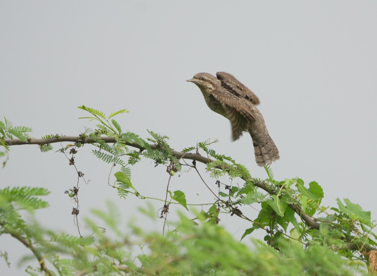 Eurasian Wryneck - ML643145642