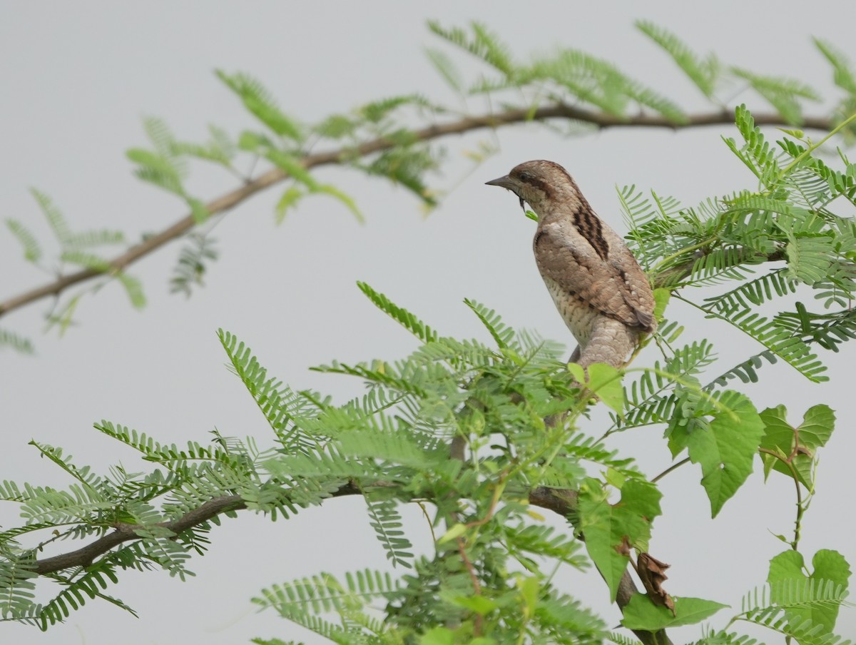 Eurasian Wryneck - ML643145643