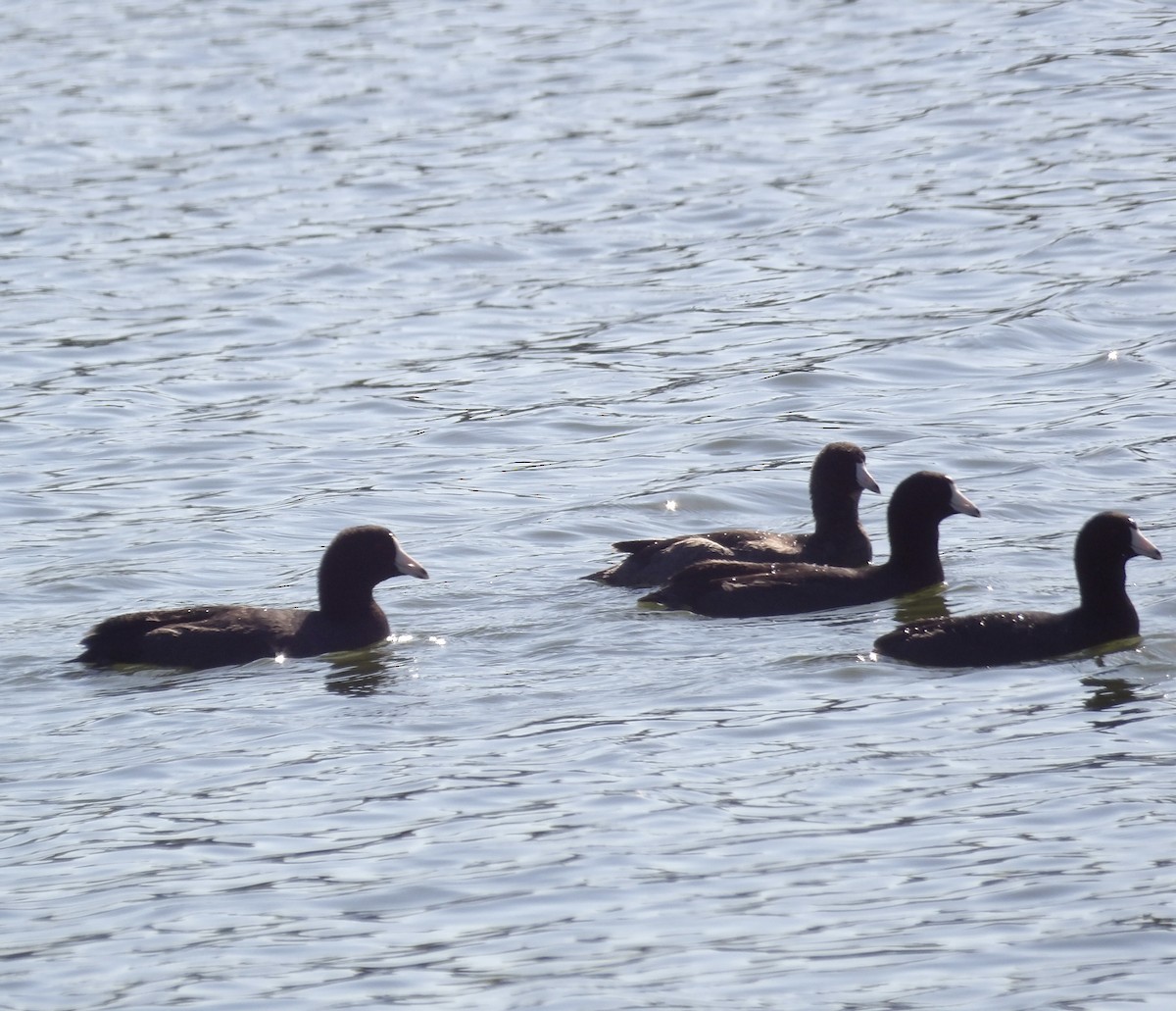 American Coot - ML643145644