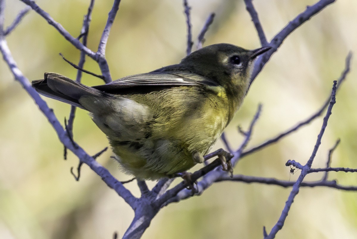 Black-throated Blue Warbler - ML643145654