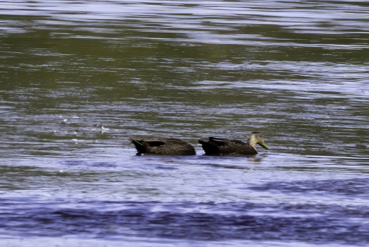 American Black Duck - ML643145659