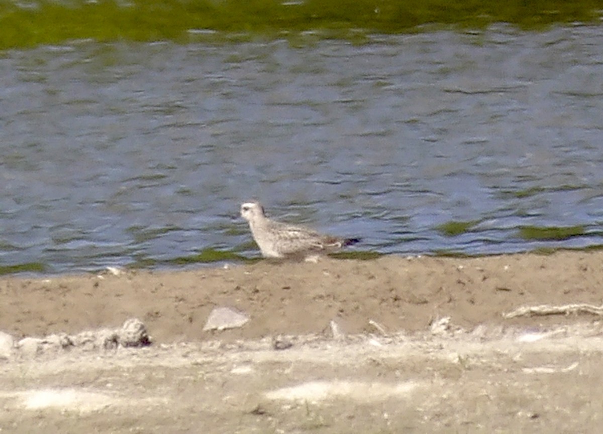 American Golden-Plover - ML643145662